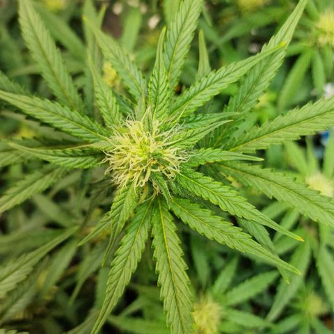 Do-Si-Dos Auto #1 growlog photo: 21:30 Uhr, Buds haben die dicke der GG sichtbar überholt trotz 1 Woche Rückstand