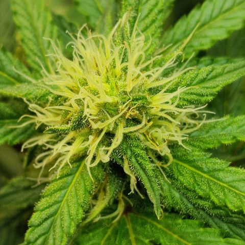 Do-Si-Dos Auto #1 growlog photo: 21:30 Uhr, Buds haben die dicke der GG sichtbar überholt trotz 1 Woche Rückstand