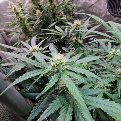 Do-Si-Dos Auto #1 growlog photo: 21:30 Uhr, Buds haben die dicke der GG sichtbar überholt trotz 1 Woche Rückstand