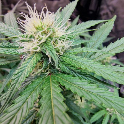Do-Si-Dos Auto #1 growlog photo: 21:30 Uhr, Buds haben die dicke der GG sichtbar überholt trotz 1 Woche Rückstand