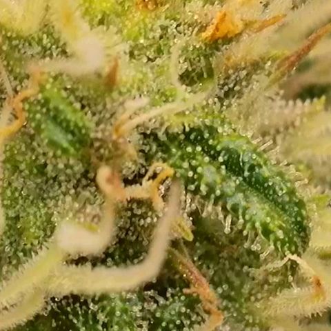 Do-Si-Dos Auto #1 growlog photo: Mikroskopaufnahmen
