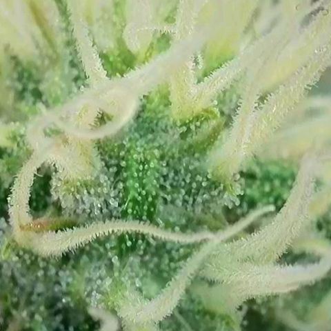 Do-Si-Dos Auto #1 growlog photo: Mikroskopaufnahmen