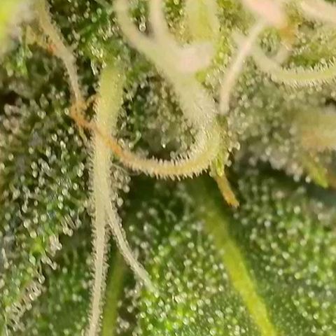Do-Si-Dos Auto #1 growlog photo: Mikroskopaufnahmen