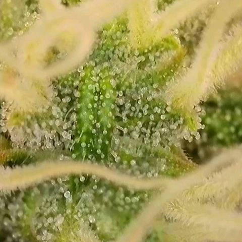 Do-Si-Dos Auto #1 growlog photo: Mikroskopaufnahmen