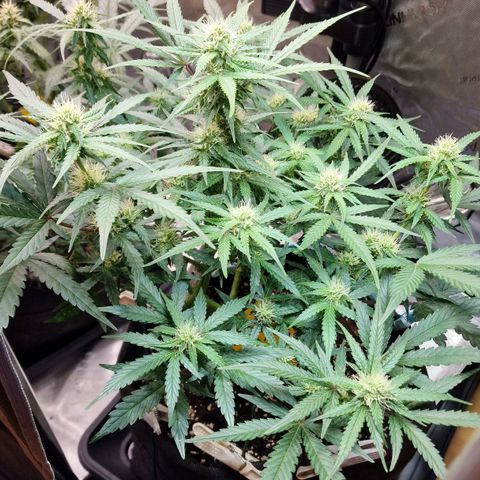 Do-Si-Dos Auto #1 growlog timeline photo