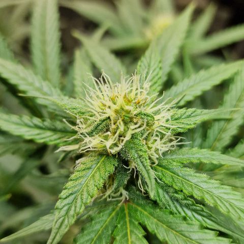 Do-Si-Dos Auto #1 growlog timeline photo