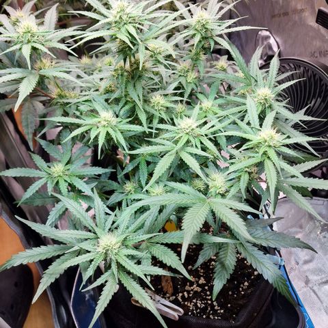 Do-Si-Dos Auto #1 growlog timeline photo
