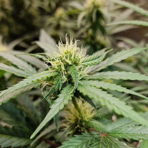 Do-Si-Dos Auto #1 growlog timeline photo