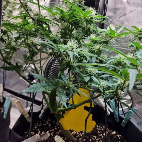 Do-Si-Dos Auto #1 growlog timeline photo