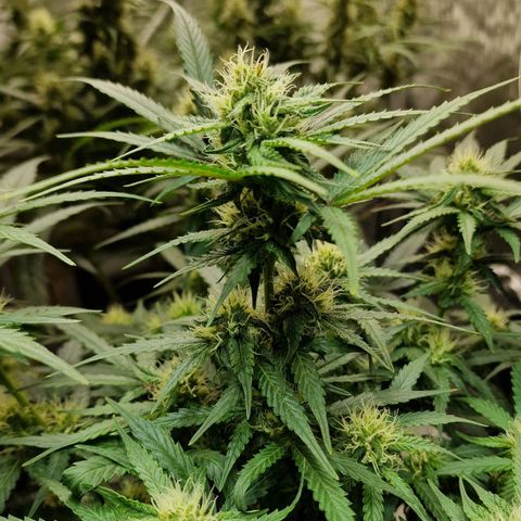 Do-Si-Dos Auto #1 growlog timeline photo