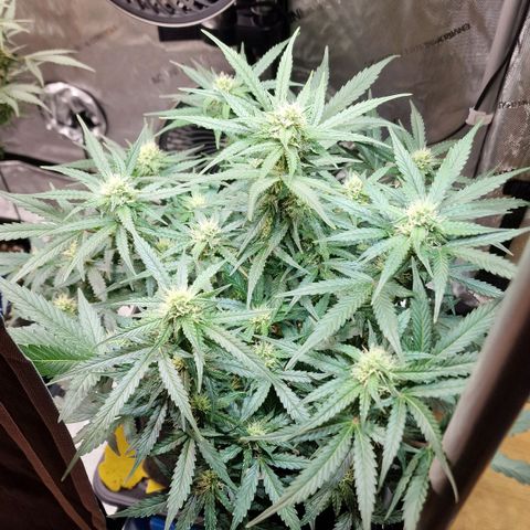 Do-Si-Dos Auto #1 growlog timeline photo
