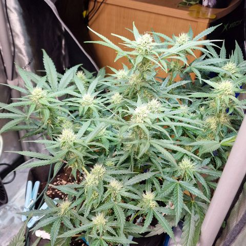 Do-Si-Dos Auto #1 growlog timeline photo
