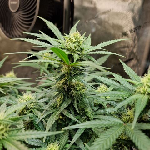 Do-Si-Dos Auto #1 growlog timeline photo
