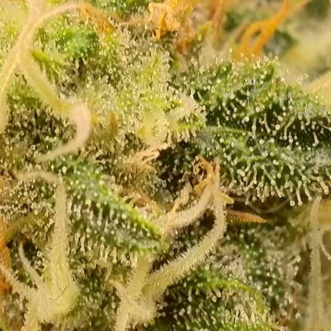 Do-Si-Dos Auto #1 growlog timeline photo