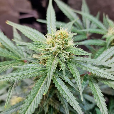 Do-Si-Dos Auto #1 growlog timeline photo