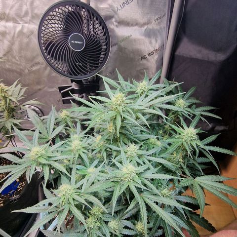 Do-Si-Dos Auto #1 growlog timeline photo
