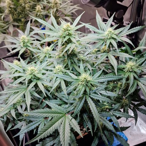 Do-Si-Dos Auto #1 growlog timeline photo