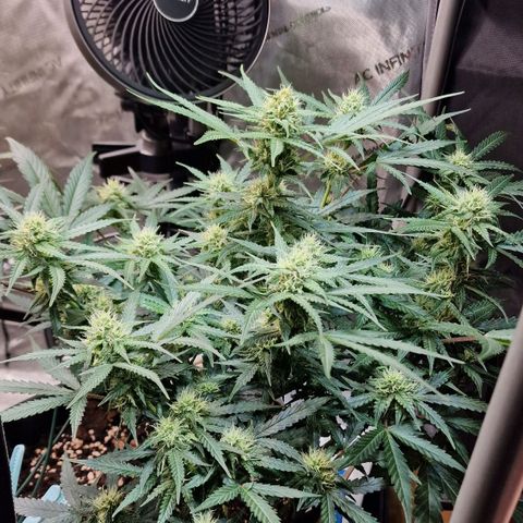 Do-Si-Dos Auto #1 growlog timeline photo