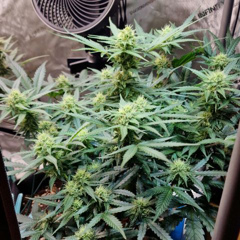 Do-Si-Dos Auto #1 growlog timeline photo