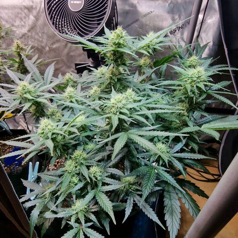 Do-Si-Dos Auto #1 growlog timeline photo