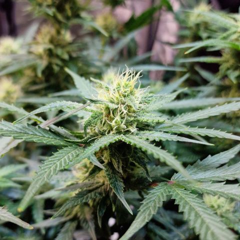 Do-Si-Dos Auto #1 growlog timeline photo