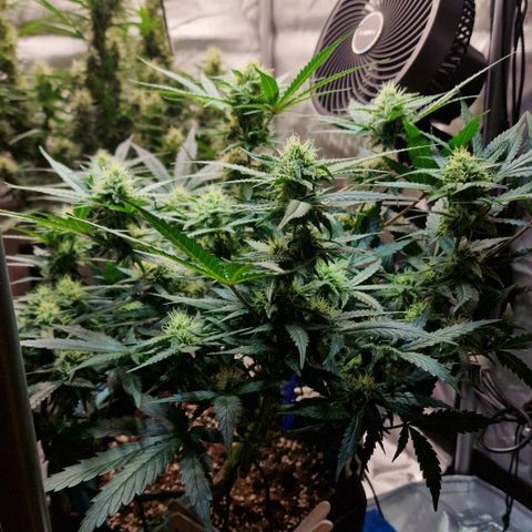 Do-Si-Dos Auto #1 growlog timeline photo