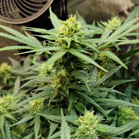 Do-Si-Dos Auto #1 growlog timeline photo