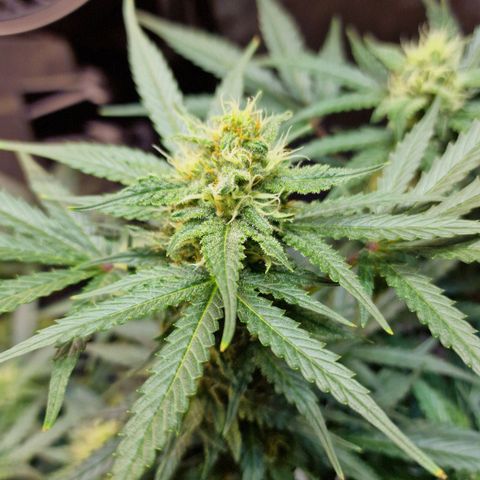 Do-Si-Dos Auto #1 growlog timeline photo