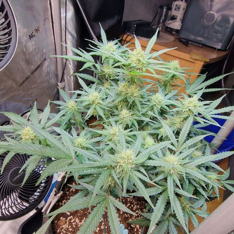 Do-Si-Dos Auto #1 growlog timeline photo