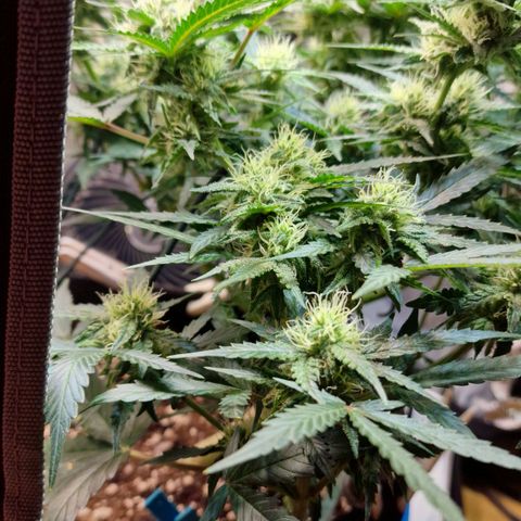 Do-Si-Dos Auto #1 growlog timeline photo