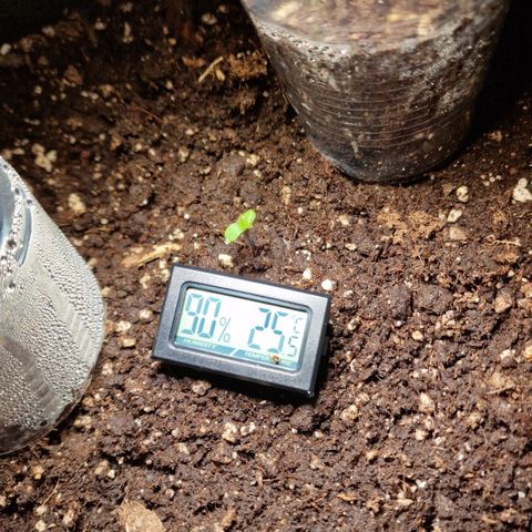 Do-Si-Dos Auto #1 growlog timeline photo