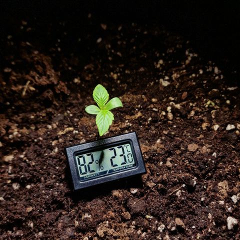 Do-Si-Dos Auto #1 growlog timeline photo
