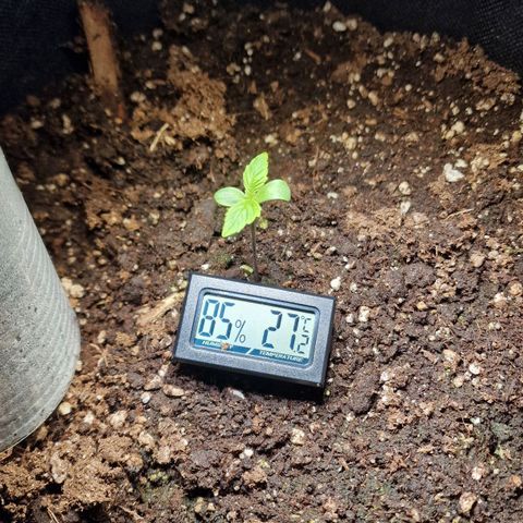 Do-Si-Dos Auto #1 growlog timeline photo