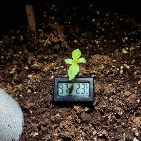 Do-Si-Dos Auto #1 growlog photo: 7 Uhr