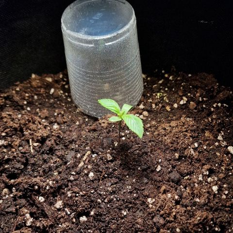 Do-Si-Dos Auto #1 growlog photo: 18 Uhr