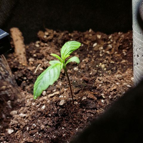 Do-Si-Dos Auto #1 growlog photo: 18 Uhr