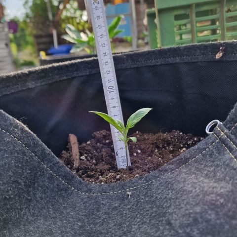 Do-Si-Dos Auto #1 growlog photo: 18 Uhr etwa 7cm hoch