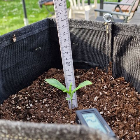 Do-Si-Dos Auto #1 growlog photo: 18 Uhr etwa 7cm hoch