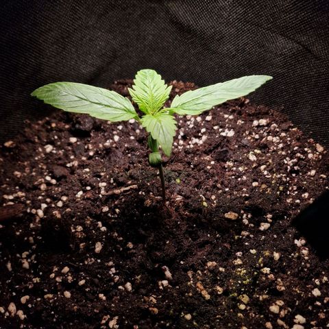 Do-Si-Dos Auto #1 growlog timeline photo