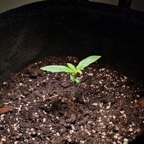 Do-Si-Dos Auto #1 growlog timeline photo