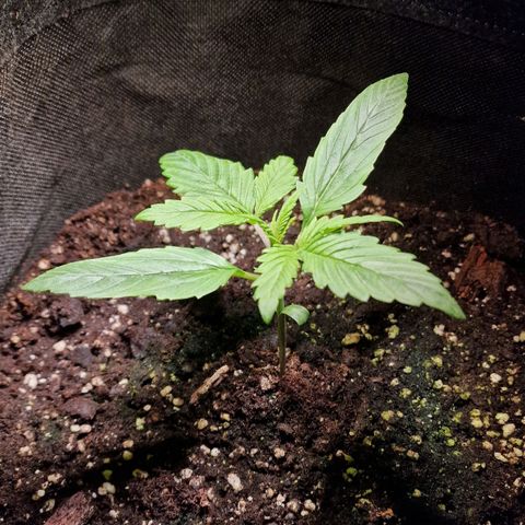 Do-Si-Dos Auto #1 growlog timeline photo