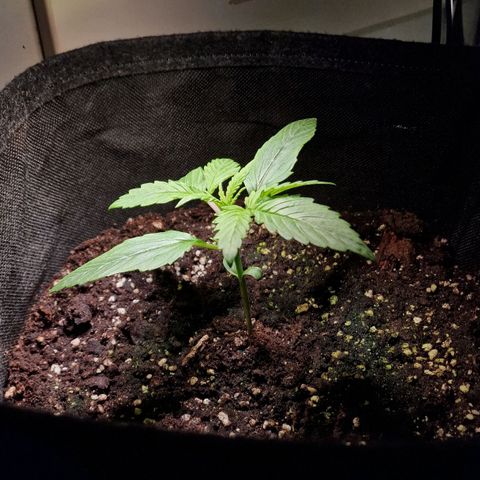 Do-Si-Dos Auto #1 growlog timeline photo