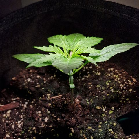 Do-Si-Dos Auto #1 growlog photo: 7 Uhr