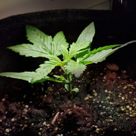 Do-Si-Dos Auto #1 growlog photo: 20 Uhr
