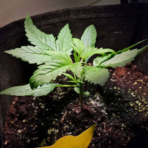 Do-Si-Dos Auto #1 growlog timeline photo