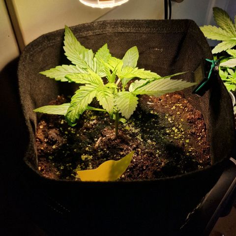 Do-Si-Dos Auto #1 growlog timeline photo