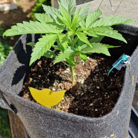 Do-Si-Dos Auto #1 growlog photo: 14:30 Uhr