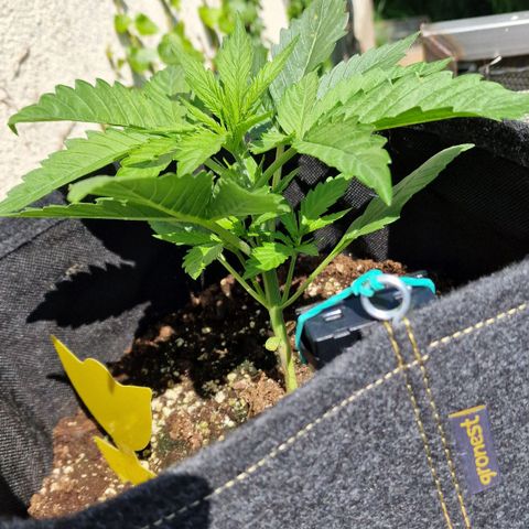Do-Si-Dos Auto #1 growlog photo: 14:30 Uhr