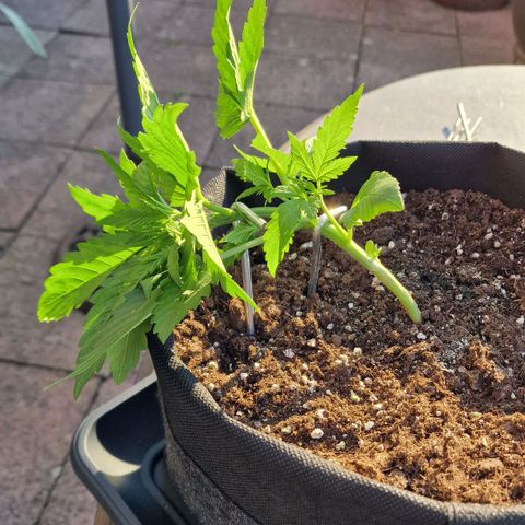 Do-Si-Dos Auto #1 growlog photo: 19 Uhr erstes LST