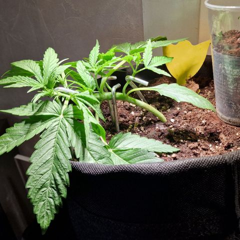 Do-Si-Dos Auto #1 growlog timeline photo
